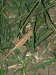Anolis cristatellus
