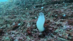 Ascidia paratropa