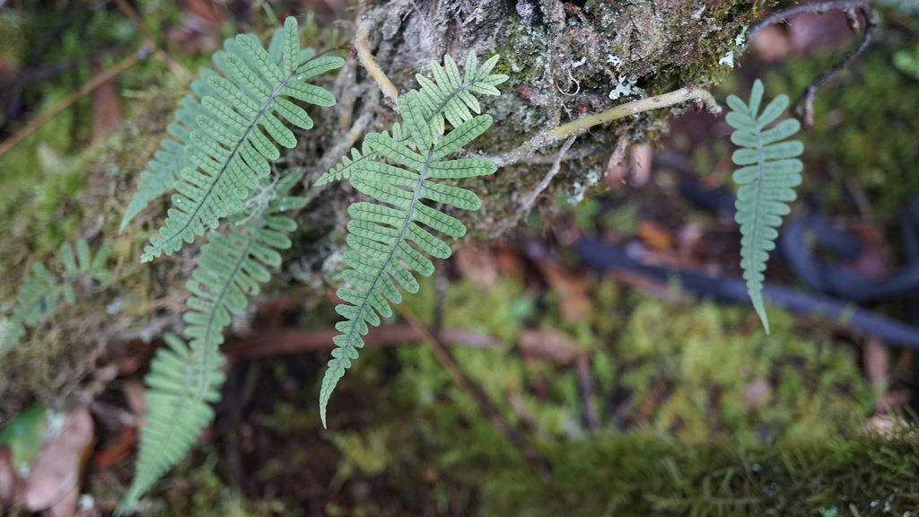 Serpocaulon eleutherophlebium
