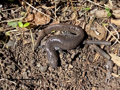 Ambystoma jeffersonianum