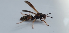 Polistes fuscatus