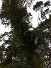 Gynochthodes umbellata