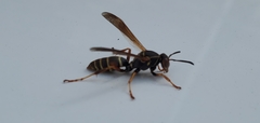 Polistes fuscatus