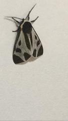 Dysschema centenaria