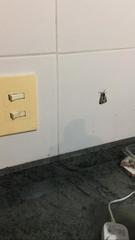 Dysschema centenaria