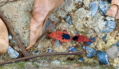 Probergrothius nigricornis