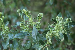 Klambothrips myopori