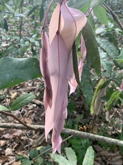 Magnoliopsida