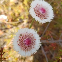 Actinodium cunninghamii