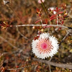 Actinodium cunninghamii