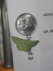 Dichorda illustraria