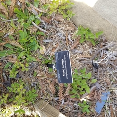 Actinodium cunninghamii