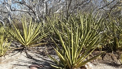 Agave datylio