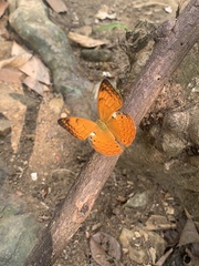 Cirrochroa thais