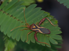Crinocerus sanctus