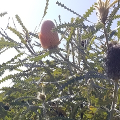 Banksia victoriae