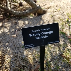 Banksia victoriae