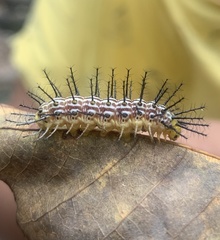 Cirrochroa thais