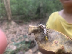 Cirrochroa thais