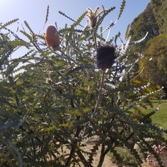 Banksia victoriae