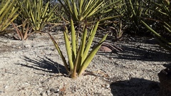 Agave datylio