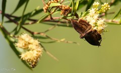Theagenes dichrous