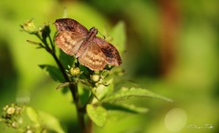 Theagenes dichrous