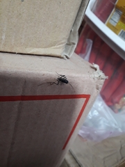 Evania appendigaster