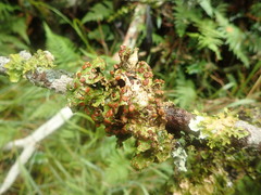 Sticta cinereoglauca
