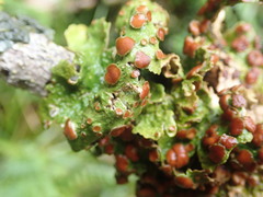 Sticta cinereoglauca