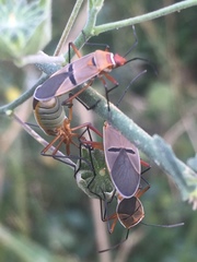 Dysdercus bimaculatus