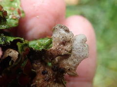 Sticta cinereoglauca