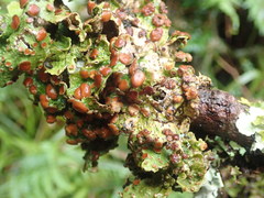 Sticta cinereoglauca