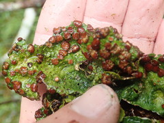 Sticta cinereoglauca