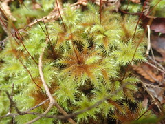 Mniodendron colensoi