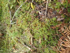 Mniodendron colensoi