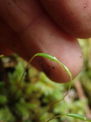 Mniodendron colensoi