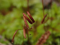 Mniodendron colensoi