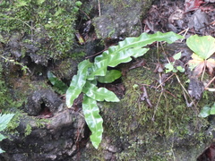 Asplenium scolopendrium americanum