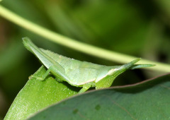 Atractomorpha australis