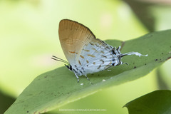 Drupadia ravindra