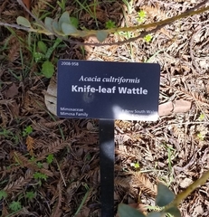 Acacia cultriformis