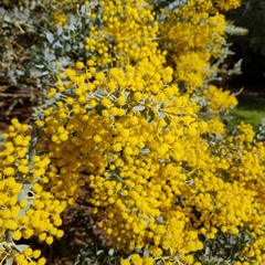 Acacia cultriformis