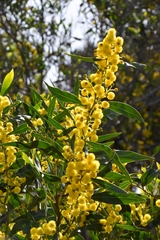Acacia