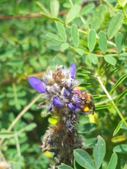Neocorynura