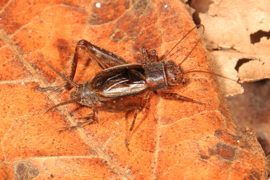 Tinkling Ground Cricket