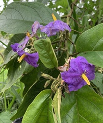 Solanum sycophanta