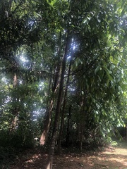 Shorea balanocarpoides