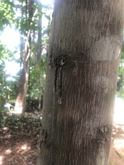 Shorea balanocarpoides