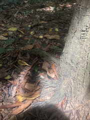 Shorea balanocarpoides